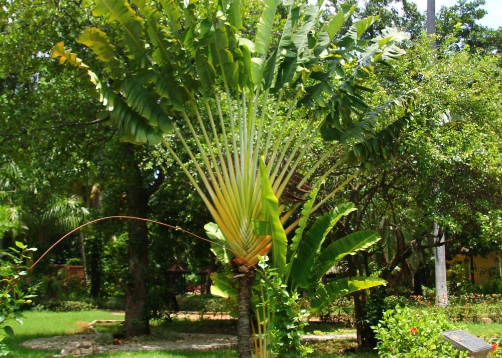 SAFLAX Дерево путешественника - 8 семян - Ravenala madagascariensis