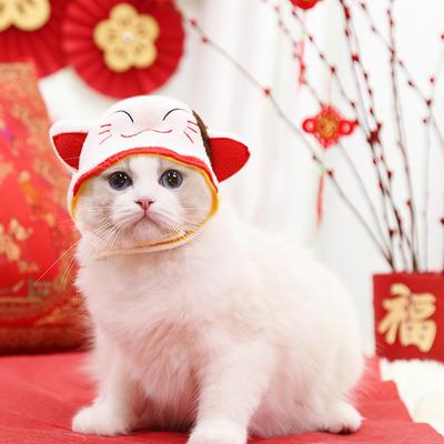 Новогодний головной убор для питомца кошки, милый кот, плюшевый медведь, собака, аксессуары для наряжания, превращенные в аксессуары для головы собаки