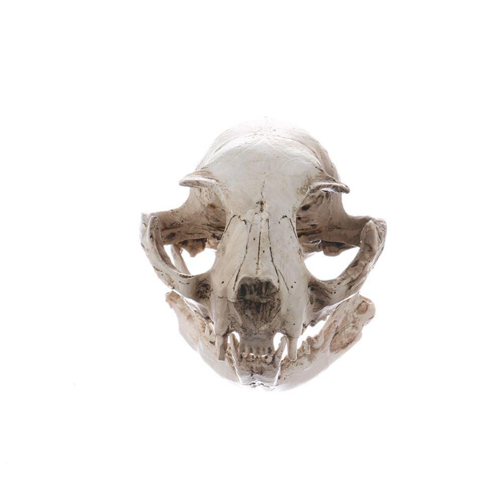 Resin Animal Skull Ornament Funny Cat Skull Statue Halloween Cat Skull Model  Halloween Decor Gifts