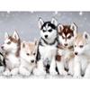 Full 5D Diy Diamond Painting Five Huskies Embroidery Cross Stitch Home Decor Handmade