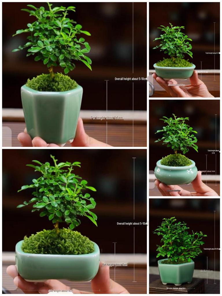 Керамический горшок для суккулентов и бонсай из фиолетовой глины - Высококачественный глазурованный мини-цветочный горшок