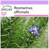Rosemary - 100 Seeds - Rosmarinus Officinalis