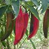 25 Anaheim Chili Pepper Seeds - Vegetable Garden Vegetables - Reproducible Farmer Seeds - SemiWild