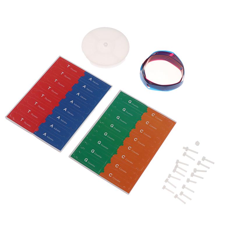 Человеческие гены ДНК модели двойной спирали научные игрушки преподавание обучения образовательная игрушка