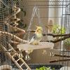 with Hook Parrot Swing Toy Wear-Resistant Parrot Cage Hut Bird Toy Hammock  Pet Bird Training