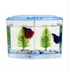 Large Double Compartment Fighting Fish Box Eco Rumble Fish Aquarium Mini Aquarium Plastic Isolation Box Breeding Box