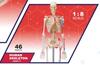 4D Human Skeleton Anatomy Model, 4D Puzzle, 6260011, Fame Master, 4D Master Educational Toy, STEM