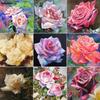 5D DIY Diamond Painting Romantic Flowers Full Diamond Square/round Diamond Embroidery Cross-stitch Set Home Wall Decorative Art