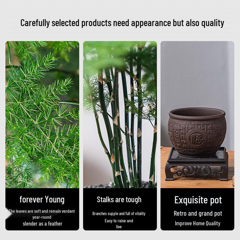 Asparagus Fern Indoor Bonsai – Easy-Care Evergreen for Home or Office Decor