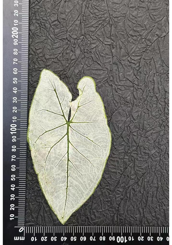 Colored Leaf Caladium Embossing: Rare Pressed Flower Specimen for Teaching & Photo Frames