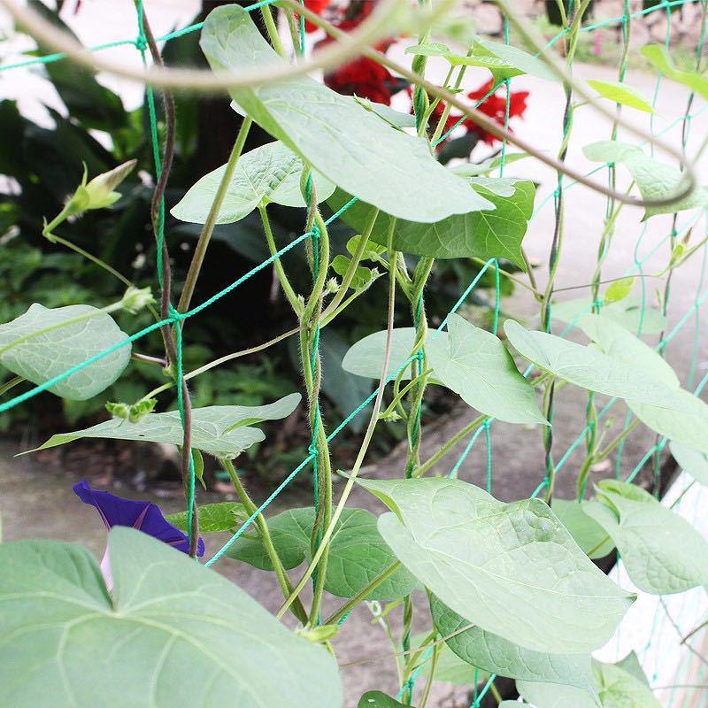 Climbing Grid Support Net for Cucumber and Tomato Plants