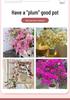 Large Bougainvillea Climbing Plant with Flowers - Indoor/Outdoor Greenery for Balcony and Courtyard