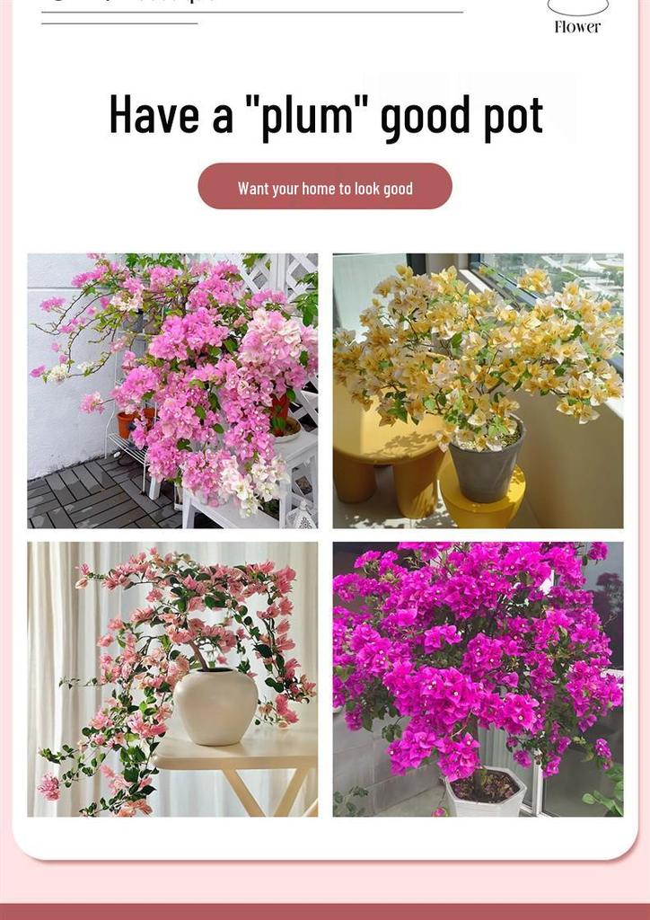 Large Bougainvillea Climbing Plant with Flowers - Indoor/Outdoor Greenery for Balcony and Courtyard