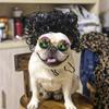 Curly Hair Decoration Dog Toys Black Explosive Head Cute Headgear Wigs  Small Medium Dog