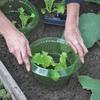 10PCS Round Plant Protection Covers Thickened Garden Cloches Pest Control Covers  Vegetable Plants