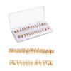 28Pcs Dental Permanent Teeth Model Simulation 1: 1 Isolated Tooth Model With Root Standard Adult Anatomical Teaching Study Tools
