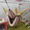 Pet Supplies Warm Hanging Pet Sleeping Bag Pet Hammock Hamster Cage Squirrel Beds
