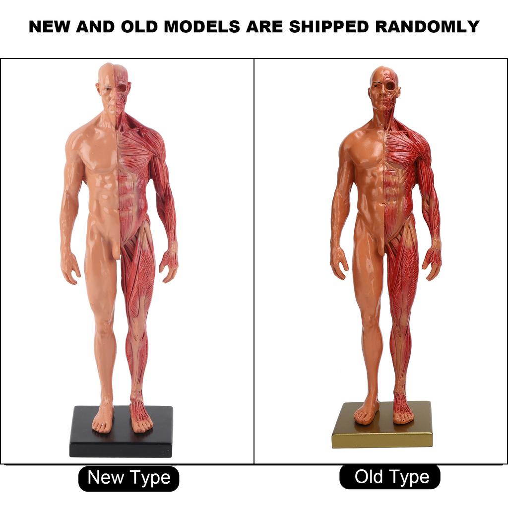 30 см смоляная мужская скелетно-мышечная структура скульптура модель тела анатомическая модель