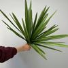 Artificial Sword Orchid Leaves Fake Chlorophytum Comosum Plant for DIY Party Wedding Home Decor Outdoor Garden Rural Decoration
