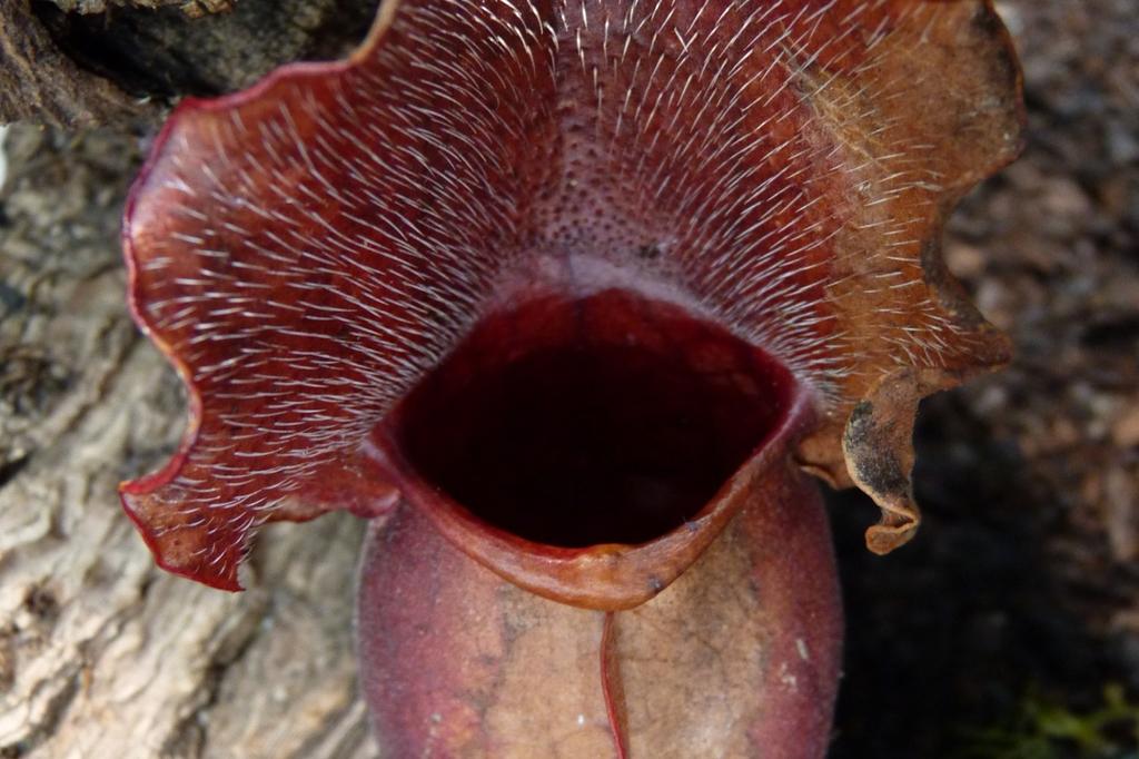 SAFLAX Pitcher Plant Mix - 10 семян - С горшечным субстратом для лучшего выращивания - Sarracenia Mix