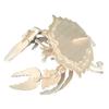 Maquette en bois Crabe