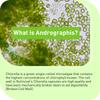 Chlorella Extract Capsules, 10:1 High Concentration 1000mg Algae Extract, Nutritional Supplement