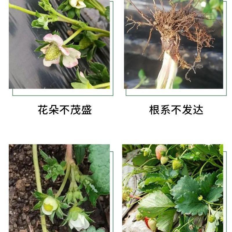 Специальное удобрение для клубники Удобрение для садоводства Горшечное питание