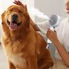 Steamy Pet Brush Rechargeable Cat Grooming Brush Pet Water Brush Cat Hair Remover Cat Cleaning Massage Brush for Dogs Cats