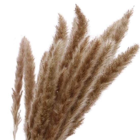 30 шт. сушеные растения, пушистые, привлекательные, 2 цвета, отличные искусственные сушеные травяные растения для домашнего использования