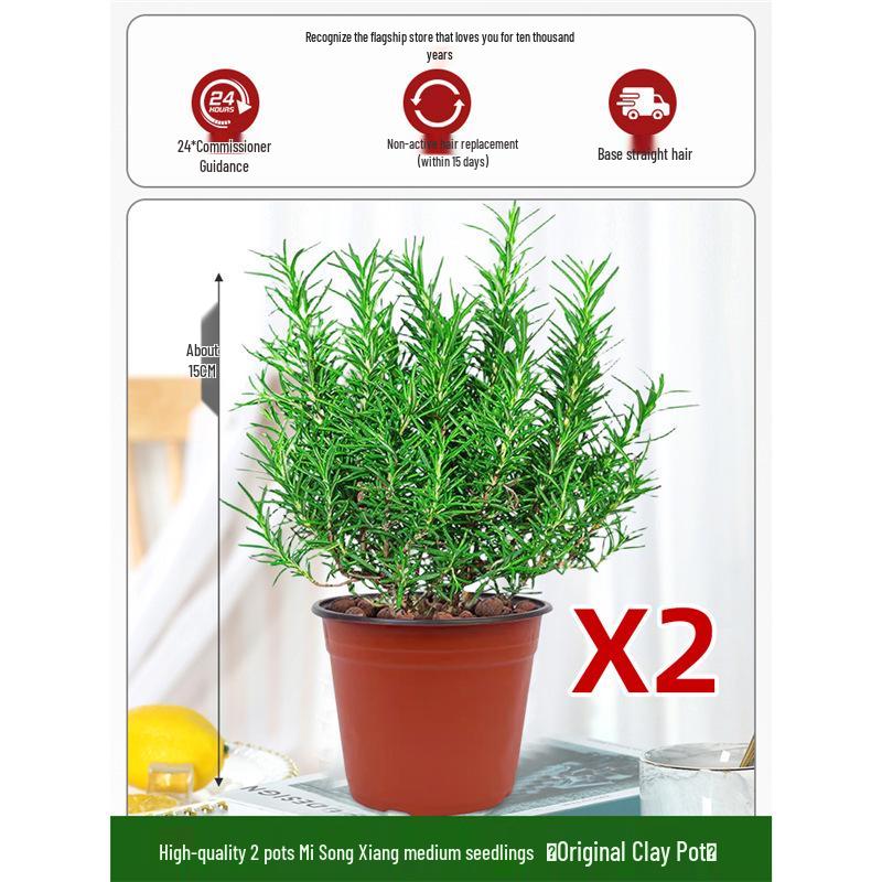 Potted Rosemary and Mint Seedlings: Edible, Mosquito-Repellent Herbs for Indoor Use