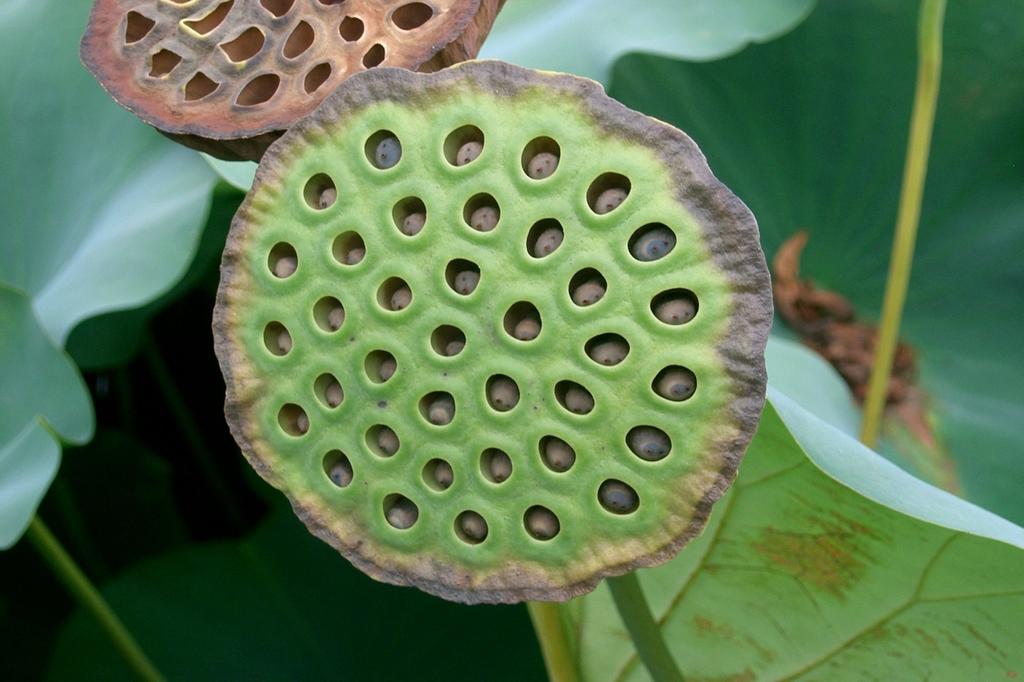 SAFLAX Garden in the Bag - Священный индийский лотос - 8 семян - С субстратом в подходящем пакете - Nelumbo nucifera