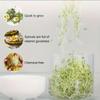 Mini Bean Sprouter Large Capacity Sprout Dish Growing Pot Bean Sprout Growing Machine  Pea
