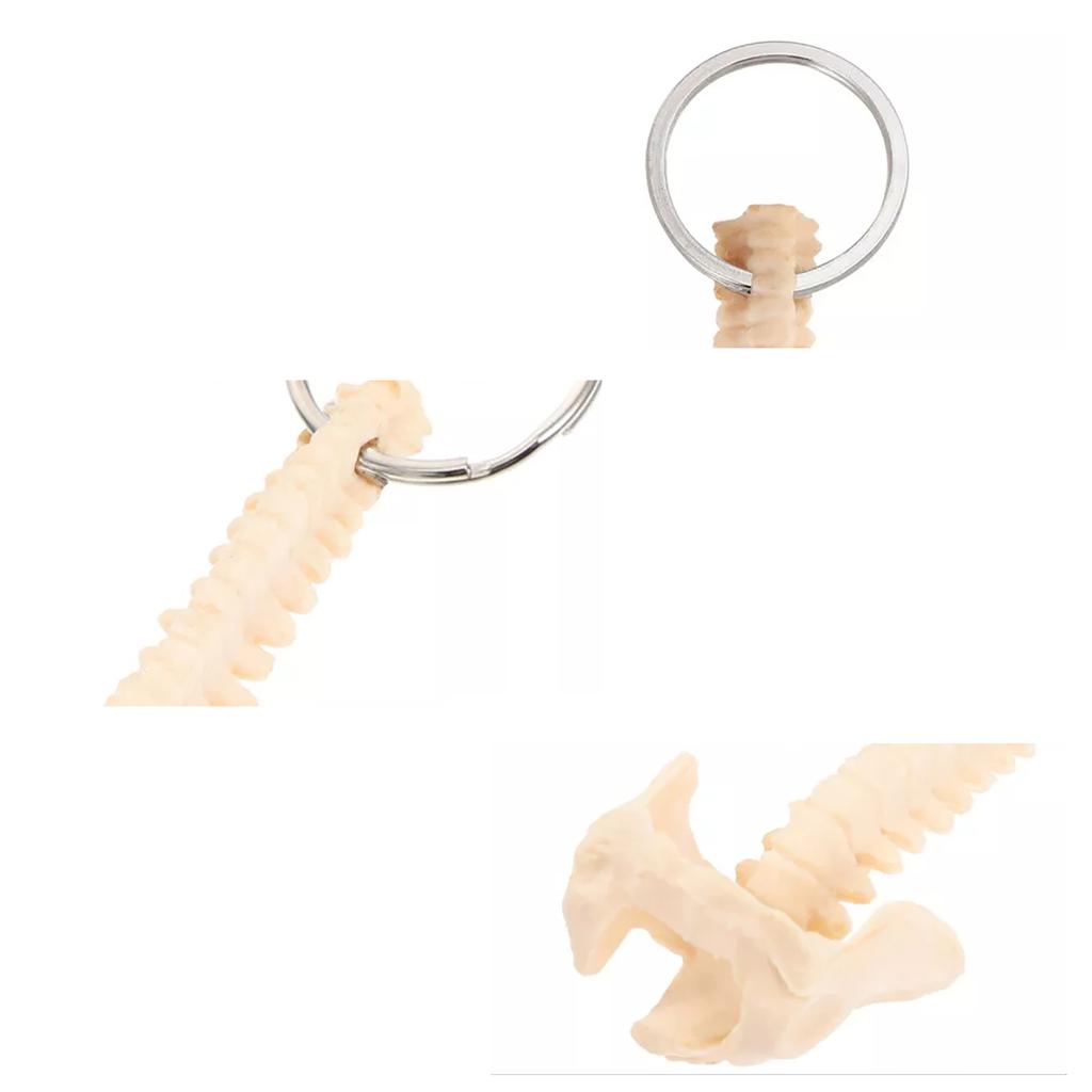 Educational Human Spine Skeleton Model Keychain Car Key Chain for Anatomy Enthusiasts Portable Classroom Teaching Tool