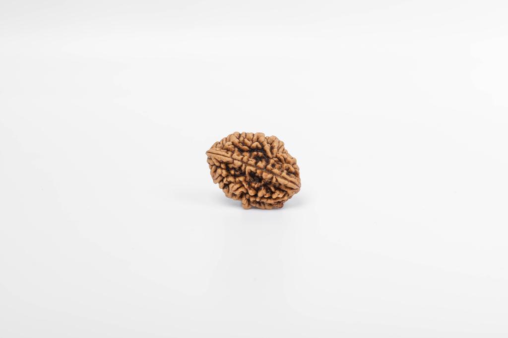 2 бусины Mukhi Nepali Rudraksha | Сертифицированная подлинная рудракша для духовного роста | Подлинная священная бусина для медитации и исцеления от Navratan Gems