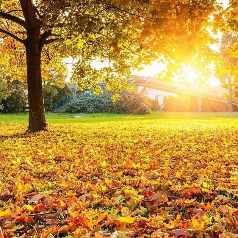 200 шт. искусственных кленовых листьев для украшения на День благодарения, осенние листья для украшения свадебного стола, поделки, украшение на Хэллоуин