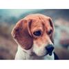5D Diy Алмазная картина Вышивка крестом Милая собака Полная круглая алмазная вышивка