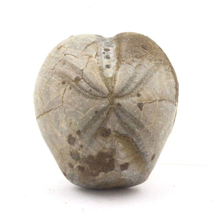 Oursin Fossile - Pierres et Minéraux - Toxaster Amplus - 93.90 ct - Claix, Isère - Certificat d'authenticité