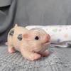 Силиконовые куклы-поросята всего тела, реалистичные милые мини-поросята-реборн, новорожденный улыбающийся поросенок, Bebe Reborn, куклы, детские игрушки, подарки