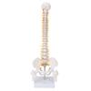 Vertebral Column Model Flexible Spine Caudal Vertebra Anatomical Model with Spinal Nerves for Science Classroom Teaching