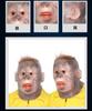 [Ikiretmua] Halloween Party Monkey Pattern Silly Mask - Orangutan Cosplay Mask Costume Headwear Monkey Cosplay Transformation Halloween Goods