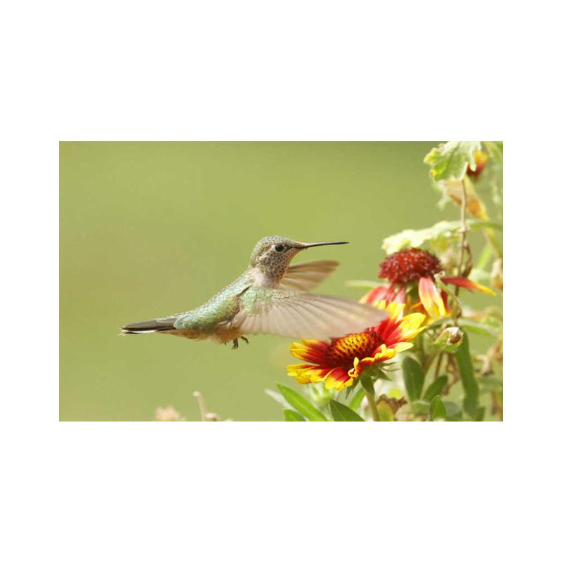 Плакаты и принты с колибри, картина на холсте, птицы, животные, куадрос, настенные художественные картины для гостиной, современный домашний декор, без рамки