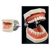 Модель зуба Образовательная Взрослые Многофункциональная Стоматологическая Обучение Чистке