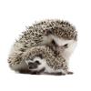 V1759#Cute Hedgehog Sticker On The Car Vinyl Decal Waterproof Decoration Car Stickers