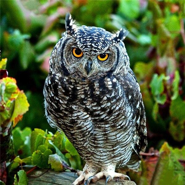 50X50CM Diy Алмазная картина Сова 5D Алмазная мозаика Распродажа Мультфильм Фотографии Стразами Вышивка Декор для дома
