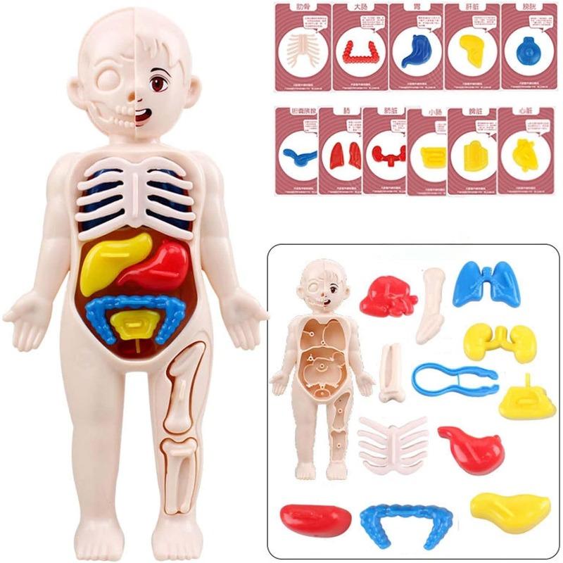 Human Anatomy Body Model Science Kits for Kids Realistic Human Body STEM Learning Educational Toys Birthday Gift for Boys Girls