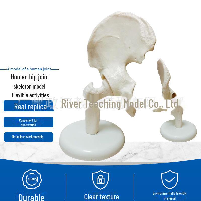 Набор моделей натуральных человеческих суставов: Колено, Плечо, Локоть, Рука, Стопа, Бедро