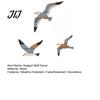 Bohemian Wood Hanging Decor 3/4Pcs Seagull Wall Decor, Nautical Coastal Theme Art, 3D Wooden Bird Adhesive Sculpture for Home Bedroom Living Room Hand