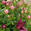 Peony Cage, Plant Support Cage with Four Legs, Heavy-Duty Metal Plant Support Ring for Roses Tomatoes Cucumbers Hydrangeas