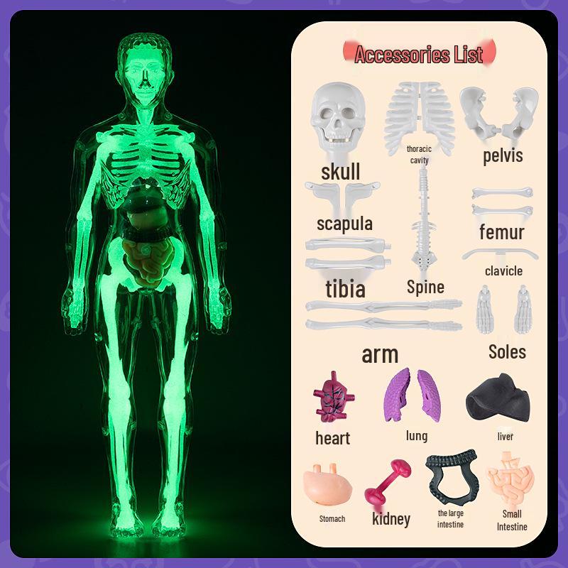Набор 3D-модели человеческого скелета для детской образовательной анатомии и медицинского обучения