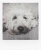 Пленка Polaroid Instant Film для 8 Белая Рамка Ч/Б 600, листы, (6003)